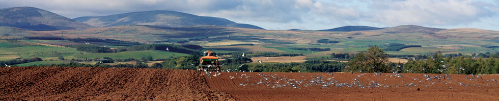 tractor with cheviots in background
